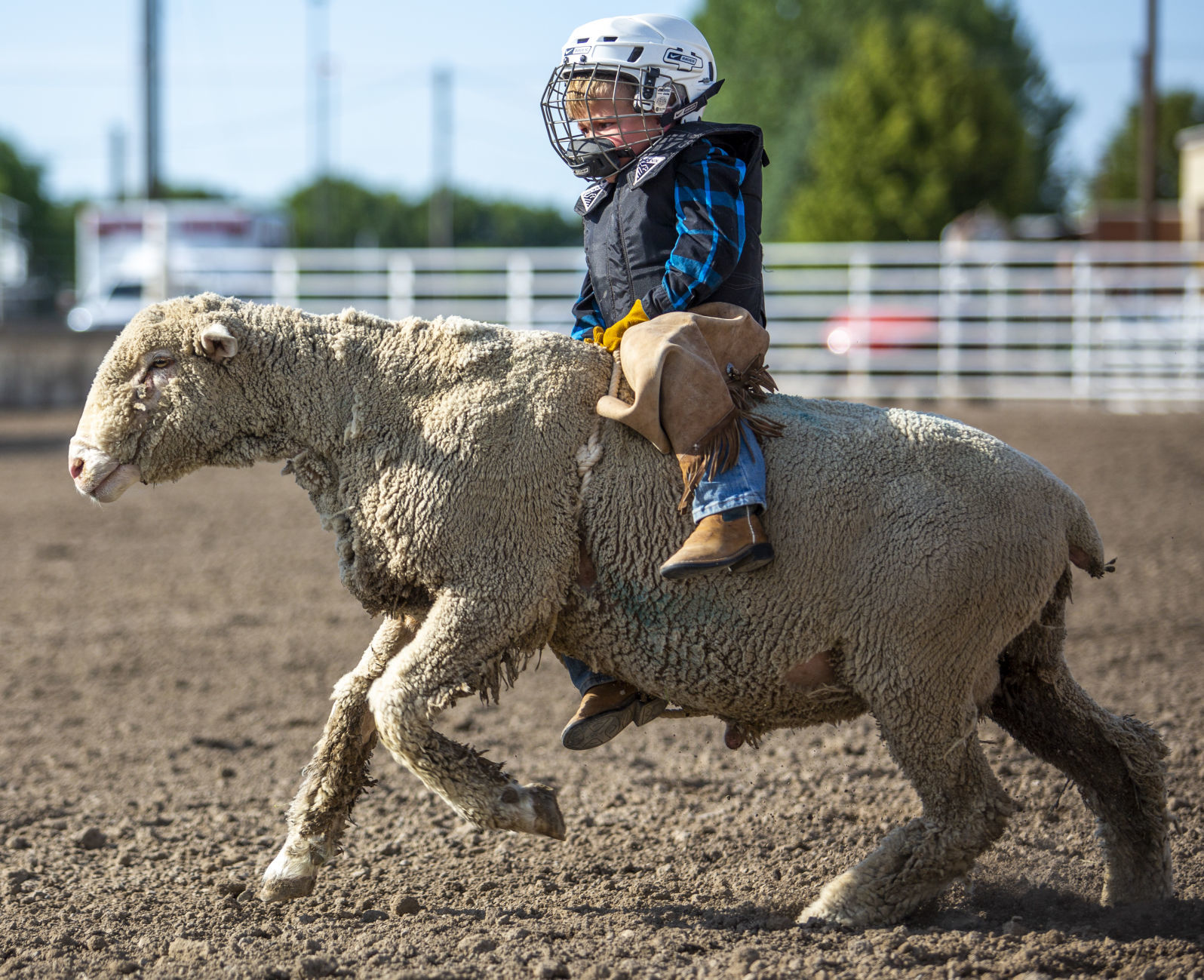 Mutton Busting in Minidoka